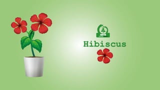Hibiscus
 