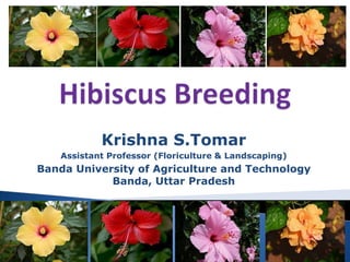 Krishna S.Tomar
Assistant Professor (Floriculture & Landscaping)
Banda University of Agriculture and Technology
Banda, Uttar Pradesh
 