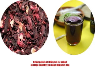 Dried petals of Hibiscus is  boiled in large quantity to make Hibiscus Tea