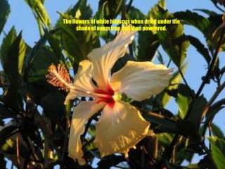 The flowers of white hibiscus when dried under the shade of neem tree and then powdered.