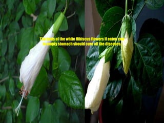 The buds of the white Hibiscus flowers if eaten raw in empty stomach should cure all the diseases.
