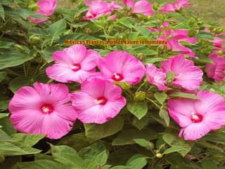 Hibiscus Plant  is a gift of Nature to humanity