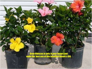 Grow Hibiscus in pots in your homes and make the  best use of this beautiful Nature’s Gift.