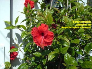 It grows in tropical, subtropical  and temperate regions of the world.