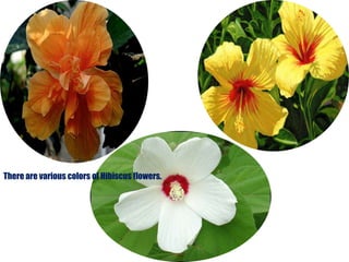 There are various colors of Hibiscus flowers. 