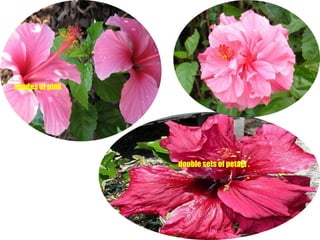 shades of pinkdouble sets of petals .