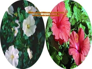 White and Red Hibiscus is considered to have medicinal properties