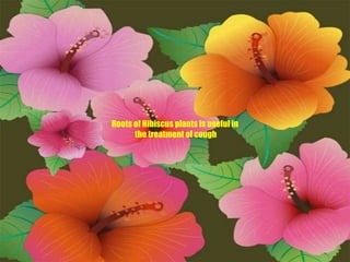 Roots of Hibiscus plants is useful in the treatment of cough