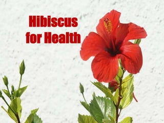 Hibiscus  for Health 