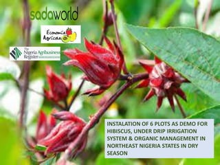 INSTALATION OF 6 PLOTS AS DEMO FOR
HIBISCUS, UNDER DRIP IRRIGATION
SYSTEM & ORGANIC MANAGEMENT IN
NORTHEAST NIGERIA STATES IN DRY
SEASON
 