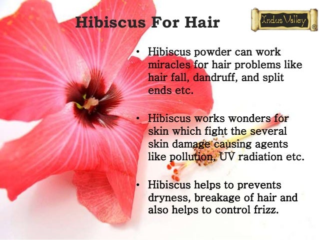 HIBISCUS FOR HAIR-CHHAYAONLINE.COMRelated image