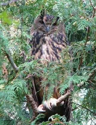 Hibou grand duc