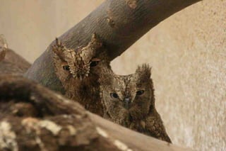 Hibou petit duc