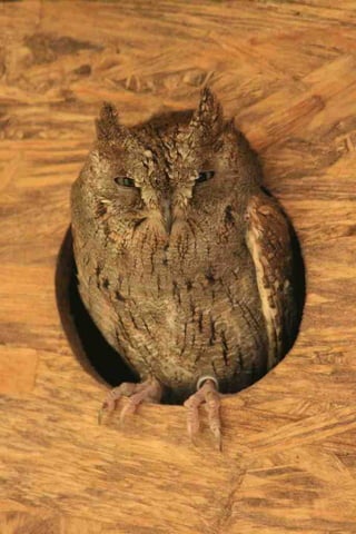 Hibou petit duc