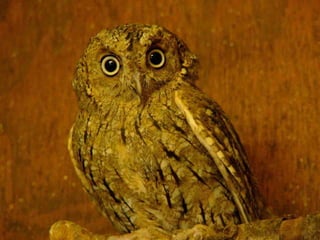 Hibou petit duc