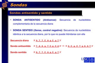 Sondas
Sondas antisentido y sentido
• SONDA ANTISENTIDO (Antisense): Secuencia de nucleótidos
complementaria de la secuencia diana
• SONDA SENTIDO (Sense, control negativo): Secuencia de nucleótidos
idéntica a la secuencia diana, por lo que no puede hibridarse con ella
Secuencia diana
Sonda antisentido T A A g gT C C A3’ 5’
A T T C CA g g T5’ 3’
A C g C AT g A T5’ 3’
A T T C CA g g T5’ 3’Sonda sentido
 