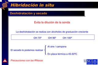 Hibridación in situ
Deshidratación y secado
Precauciones con las RNasas!
Evita la dilución de la sonda
La deshidratación se realiza con alcoholes de graduación creciente
OH 70º OH 96º OH 100º
El secado lo podemos realizar
Al aire / campana
En placa térmica a 45-50ºC
 