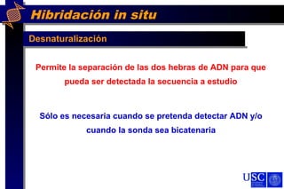 Hibridación in situ
Desnaturalización
Permite la separación de las dos hebras de ADN para que
pueda ser detectada la secuencia a estudio
Sólo es necesaria cuando se pretenda detectar ADN y/o
cuando la sonda sea bicatenaria
 