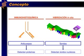 Concepto
INMUNOHISTOQUÍMICA HIBRIDACIÓN in situ
MM
Anticuerpos Sondas
Detectan proteínas Detectan ácidos nucleicos
 
