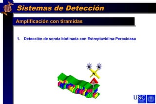 Sistemas de Detección
Amplificación con tiramidas
BB
E
P
P
1. Detección de sonda biotinada con Estreptavidina-Peroxidasa
 