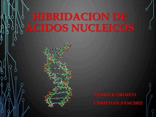 HIBRIDACION DE
ÁCIDOS NUCLEICOS
ZHARICK OROZCO
CHRISTIAN SÁNCHEZ
 