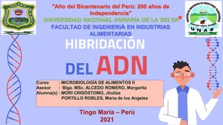 HIBRIDACIÓN
DEL ADN
"Año del Bicentenario del Perú: 200 años de
Independencia”
UNIVERSIDAD NACIONAL AGRARIA DE LA SELVA
FACULTAD DE INGENIERIA EN INDUSTRIAS
ALIMENTARIAS
Curso : MICROBIOLOGÍA DE ALIMENTOS II
Asesor : Blga. MSc. ALCEDO ROMERO, Margarita
Alumna(s) : MORI CRISÓSTOMO, Jhuliza
PORTILLO ROBLES, Maria de los Angeles
Tingo Maria – Perú
2021
 
