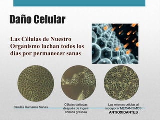 Daño Celular
Las Células de Nuestro
Organismo luchan todos los
días por permanecer sanas




                          Células dañadas       Las mismas células al
 Células Humanas Sanas   después de ingerir   incorporar MECANISMOS
                          comida grasosa        ANTIOXIDANTES
 