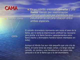 CAMA Camello  llama CAMA Es un híbrido entre un  camello  y una  llama , nacido por inseminación artificial realizada por científicos que estudiaron la cercana relación entre ambas especies.  El camello dromedario representa seis veces el peso de la llama, por lo tanto la inseminación artificial fue necesaria para preñar a la llama hembra (aparejamientos entre llama macho y dromedario hembra fueron intentados sin éxito) Aunque el híbrido fue aun más pequeño que una cría de llama, el Cama tenía las orejas cortas y la larga cola del camello, sin joroba y una hendidura en las patas más parecida a la de la llama que a la del dromedario.  