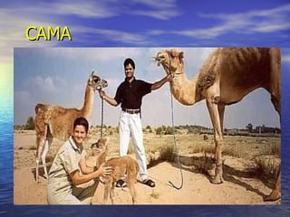 Camello  llama CAMA CAMA 
