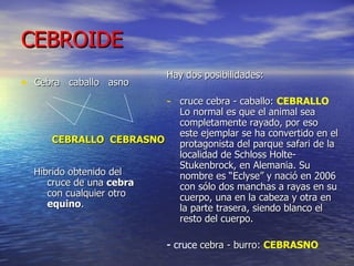 CEBROIDE Cebra  caballo  asno CEBRALLO   CEBRASNO   Híbrido obtenido del cruce de una  cebra  con cualquier otro  equino .  Hay dos posibilidades:  cruce cebra - caballo:  CEBRALLO   Lo normal es que el animal sea completamente rayado, por eso este ejemplar se ha convertido en el protagonista del parque safari de la localidad de Schloss Holte-Stukenbrock, en Alemania. Su nombre es “Eclyse” y nació en 2006 con sólo dos manchas a rayas en su cuerpo, una en la cabeza y otra en la parte trasera, siendo blanco el resto del cuerpo. -  cruce   cebra - burro:  CEBRASNO 