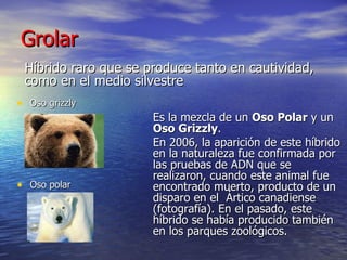 Grolar  Oso grizzly Oso polar  Híbrido raro que se produce tanto en cautividad, como en el medio silvestre Es la mezcla de un  Oso Polar  y un  Oso Grizzly .  En 2006, la aparición de este híbrido en la naturaleza fue confirmada por las pruebas de ADN que se realizaron, cuando este animal fue encontrado muerto, producto de un disparo en el  Ártico canadiense (fotografía). En el pasado, este híbrido se había producido también en los parques zoológicos. 