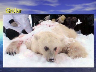 Grolar   