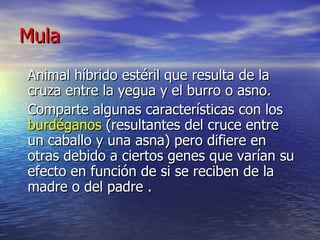 Mula Animal híbrido estéril que resulta de la cruza entre la yegua y el burro o asno.  Comparte algunas características con los  burdéganos  (resultantes del cruce entre un caballo y una asna) pero difiere en otras debido a ciertos genes que varían su efecto en función de si se reciben de la madre o del padre . 