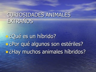 CURIOSIDADES ANIMALES EXTRAÑOS ¿Qué es un híbrido? ¿Por qué algunos son estériles? ¿Hay muchos animales híbridos? 