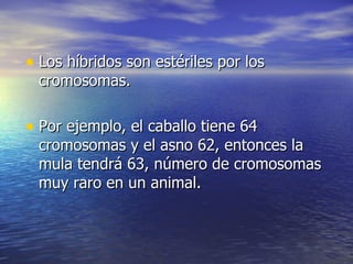 Los híbridos son estériles por los cromosomas. Por ejemplo, el caballo tiene 64 cromosomas y el asno 62, entonces la mula tendrá 63, número de cromosomas muy raro en un animal. 