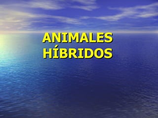 ANIMALES HÍBRIDOS 