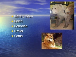 Ligre y tigon Balfin  Cebroide Grolar Cama  