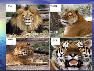 Ligre y Tigon El  ligre  es el híbrido producto del cruce entre un  león  y una  tigresa . Su aspecto es el de un gigantesco león con rayas de tigre difusas. Al igual que los leones, los ligres macho desarrollan melena. El ligre generalmente llega a medir hasta 4 metros y llegar a pesar hasta 400 kilogramos, llegando a poseer un tamaño mayor que su padre (león) y su madre (tigresa). El caso opuesto se da con el  tigón  (también llamado tigrón o tigral): este cruce entre  tigre  y  leona  produce un animal más pequeño y estilizado, con unas patas y cola largas que le dan un aspecto desgarbado y menos corpulento, o sea, poco imponente. Es por ello mucho menos abundante que el ligre, ya que éste es intensamente buscado y explotado por circos y en menor medida zoológicos, deseosos de atraer al público. 