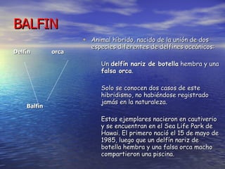 BALFIN Delfín  orca Balfin   Animal híbrido, nacido de la unión de dos especies diferentes de delfines oceánicos:  Un  delfín nariz de botella  hembra y una  falsa orca .  Solo se conocen dos casos de este hibridismo, no habiéndose registrado jamás en la naturaleza.  Estos ejemplares nacieron en cautiverio y se encuentran en el Sea Life Park de Hawai. El primero nació el 15 de mayo de 1985, luego que un delfín nariz de botella hembra y una falsa orca macho compartieron una piscina.   
