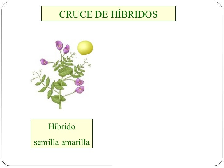 Resultado de imagen para cruze hibrido