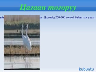 Соргог бөхөн Соргог бөхөн / Saiga tatarica , Tatarica Linnaeus /  нь хөхтөн амьтны аймгийн битүү туурайтны баг болох тугалмайтны овогт багтдаг. Монгол өвс, баглуур шаваг, хөмүүлт элсэрхэг ба хайрган хөрст тал, заримдаа хайрган хөрст харгана загт говьд тааралддаг.  Монгол нутагт Байтог богд , Бор цонжийн говьд тархсан. 1930 оноос агнахыг хоригложээ 