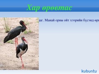 Уссурын хандгай Уссурийн Хадгай / Alces alces cameloides milne- Edwards / нь хөхтөн амьтны хос туурайтны баг болох бугын овогт багтана. Халх , Нөмрөг голуудын савын бургас, монос зэрэг бутан шугуйтай өндөр өтгөн өвс , зэгс бүхий татамд , өвөл хэсэг хэсэг нарс ургасан элсэн довцог, намхан уулс, гүвээ толгод, эдгээрийн хоорондох намаг, нуга бүхий хонхор хөндийд нутагладаг.  Халх голын дээд хэсэг Нөмрөг, Дэгээ голуудын савд байнга нутагладаг. Монголд хандгай агнахыг 1953 оноос эхлэн хуулиар хориглон дархалсан 