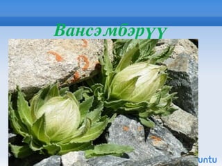 Янгир Янгир ямаа  ( Capra sibirica  Pall, 1776). Нүүдэл, шилжилтийнхээ үеэр Хустайг дайран өнгөрдөг бололтой, 2007 онд 6 бодгаль тоологдож байсан 