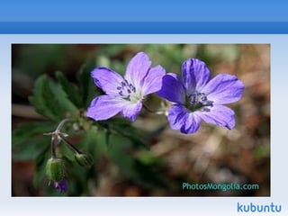 Зэгсний гахай Зэгсний гахай / Sus Scrofa nigripes blanford / нь хөхтөн амьтны аймгийн Хос туурайтны баг болох гахайн овогт багтана. Говь цөлийн баянбүрд , галын татам, нуурын эргийн зэгэс шагшуурга, бутан ширэнгэ, шугуйд байршдаг. Манайд хар ус нуурын эргийн зэгс шагшуурган ширэнгэд тогтмол нутаглаж хааяа Хар нуур , Булган , Ховд голын сав Зэрэгийн хөндий, Шаргын говьд тархсан. Зэгсний гахайг улсын бэлтгэлд агнадаггүй. Нутийнхан хувьдаа агнуурын хугацаанд агнахыг зөвшөөрдөг. 