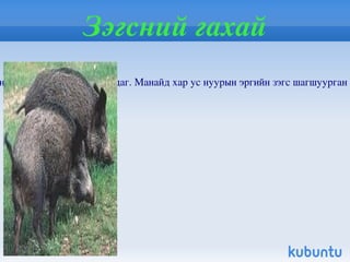 Гургуул Гургуул /phasianus colchicus/ нь шувууны аймгийн тахиа хэлбэртний баг болох гургуулын овогт багтдаг. Элсэрхүү хөрстэй, бургас, зэгс, хусан төгөл, бут өвс, ундааны ус ихтэй, цас бага ордог нутагт амьдардаг. Монголд хоёр салбар зүйлийн гургуул байдаг. P.C. Pallasi Roth салбар зүйл тус орны зүүн хязгаар, Их хянганы салбар уулс, Халх голын шугуй, Буйр нуурын эрэг болон Гүү азарга, Шинэ гол, Эмнэгтийн гол, Хүйтэн булаг, Авдрантын булгийн зэгсэнд тархжээ. P.C. hagenbeski Roth салбар зүйл нь Ховд голын шугуй, Хар ус нуур, Зэргийн хөндий, Бөхмөрөн гол, Ачит нуурын хөвөөгөөр тархсан. Монгол улсын ан агнуурын хуулиар хориглон дархалсан 