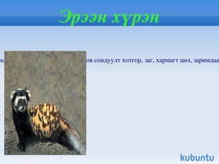 Хар сүүлт зээр Хар сүүлт Зээр / Gazella subgutturosa guldenstaedt / нь хөхтөн амьтны аймгийн нэг Туурайтны баг болох тугалмайтны овогт багтана. Уулсын бэлийн хялганат , баглуурт сайр, садрага бүхий дагжуур хөрст хэвгий тал , загт бударгана говь, сондуул бүхий бут сөөгт элсэрхэг говь, хотос хоолой зэрэг янз бүрийн орчинд байршдаг.  Манайд их нуурын хотгорын өмнөд хэсэг, нууруудын хөндий, зүүн гарын говь, Алтайн өмнөх говь, Өмнөговь, Дорноговь , Сүхбаатар аймгийн баруун хэсэг хүртэл тархжээ 