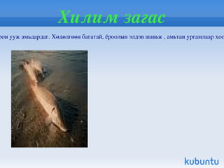 Мазаалай Мазаалай /Ursus pruinosus Blyth/  нь хөхтөн амьтны аймгийн махчдын баг болох баавгайн овогт багтддаг. Говь цөлийн хадат уулс, хавцал хөндийд булаг шанд баянбүрд, задгай усны ойролцоо нутаглана. Хадны агуй, хонгил, зэгс, заг, сухайн ширэнгэд хэвтэр үүрээ засч ичээлнэ.  Монгол нутагт Баруун хэсгээр Аж богдын зүүн үзүүр, Зүүн хэсгээр Тост Нэмэгт уул, хойд хэсгээр Захуй, Зарман, Эдрэнгийн нуруу, урд хэсгээр улсын хил хүртэл тархсан. Монголд 1985 оны байдлаар 30 гаруй мазаалай бүртгэгдсэн. 