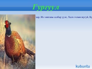 Хилим загас Хилим / Acipencer Baeri Brandt / нь загасны аймгийн Хилим хэлбэртний баг хилимийн овогт багтана. Голын гүн хэсэг болон эргүүлэгтэй газрын ёроолын элс шавартай газруудаар хошуугаараа шигдэн хэвтэж, усыг сорон ууж амьдардаг. Хөдөлгөөн багатай, ёроолын элдэв шавьж , амьтан ургамлаар хооллодог. Байгаль нуурын сав газраас үржих хугацаандаа манай нутагт нүүдэллэн ирж түрсээ шахдаг бөгөөд зарим бодгаль нь нутагшин идээшиж байна. Нэг хилэм 3,08-11 кг түрс өгдөг. 1945 оноос агналтыг бүрмөсөн хориглож дархан цаазтай болгожээ 