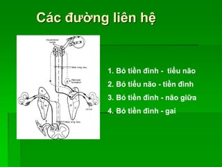 Các đường liên hệ
1. Bó tiền đình - tiểu não
2. Bó tiểu não - tiền đình
3. Bó tiền đình - não giữa
4. Bó tiền đình - gai
 