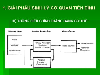 1. GIẢI PHẪU SINH LÝ CƠ QUAN TIỀN ĐÌNH
HỆ THỐNG ĐIỀU CHỈNH THĂNG BẰNG CƠ THỂ
 